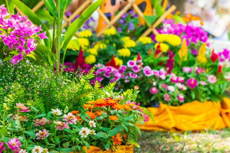 В Благовещенске впервые состоится фестиваль цветов "Город в цвете"
